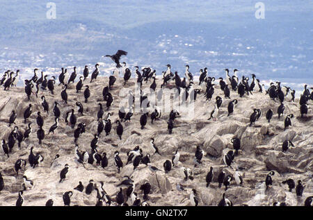 Tierra Del Fuego, Argentinien. 9. Februar 2003. Kolonien von schwarzen und weißen Kormorane, auch bekannt als Imperial Shags (Phalacrocorax Atriceps) oder blauäugig Shags bewohnen die felsigen Inseln des Beagle-Kanals in Tierra Del Fuego Archipel in der Nähe der Stadt Ushuaia. Im südlichen Teil von Südamerika ist der Tourismus eine beliebte wachsenden Sektor der Wirtschaft. © Arnold Drapkin/ZUMA Draht/Alamy Live-Nachrichten Stockfoto