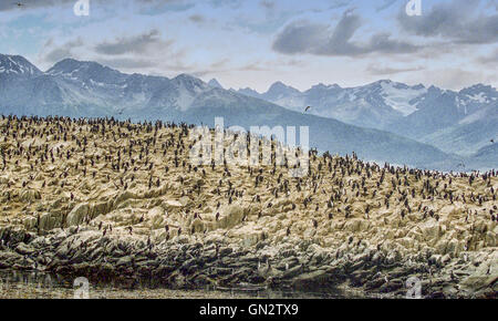 Tierra Del Fuego, Argentinien. 9. Februar 2003. Kolonien von schwarzen und weißen Kormorane, auch bekannt als Imperial Shags (Phalacrocorax Atriceps) oder blauäugig Shags bewohnen die felsigen Inseln des Beagle-Kanals in Tierra Del Fuego Archipel in der Nähe der Stadt Ushuaia. Im südlichen Teil von Südamerika ist der Tourismus eine beliebte wachsenden Sektor der Wirtschaft. © Arnold Drapkin/ZUMA Draht/Alamy Live-Nachrichten Stockfoto