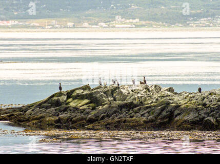 Tierra Del Fuego, Argentinien. 9. Februar 2003. Kolonien von schwarzen und weißen Kormorane, auch bekannt als Imperial Shags (Phalacrocorax Atriceps) oder blauäugig Shags bewohnen die felsigen Inseln des Beagle-Kanals in Tierra Del Fuego Archipel in der Nähe der Stadt Ushuaia. Im südlichen Teil von Südamerika ist der Tourismus eine beliebte wachsenden Sektor der Wirtschaft. © Arnold Drapkin/ZUMA Draht/Alamy Live-Nachrichten Stockfoto