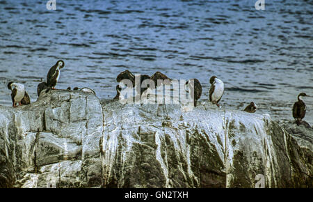 Tierra Del Fuego, Argentinien. 9. Februar 2003. Kolonien von schwarzen und weißen Kormorane, auch bekannt als Imperial Shags (Phalacrocorax Atriceps) oder blauäugig Shags bewohnen die felsigen Inseln des Beagle-Kanals in Tierra Del Fuego Archipel in der Nähe der Stadt Ushuaia. Im südlichen Teil von Südamerika ist der Tourismus eine beliebte wachsenden Sektor der Wirtschaft. © Arnold Drapkin/ZUMA Draht/Alamy Live-Nachrichten Stockfoto