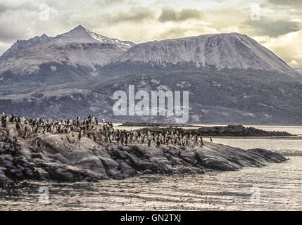 Tierra Del Fuego, Argentinien. 9. Februar 2003. Kolonien von schwarzen und weißen Kormorane, auch bekannt als Imperial Shags (Phalacrocorax Atriceps) oder blauäugig Shags bewohnen die felsigen Inseln des Beagle-Kanals in Tierra Del Fuego Archipel in der Nähe der Stadt Ushuaia. Im südlichen Teil von Südamerika ist der Tourismus eine beliebte wachsenden Sektor der Wirtschaft. © Arnold Drapkin/ZUMA Draht/Alamy Live-Nachrichten Stockfoto