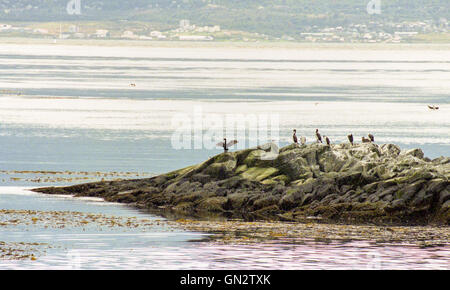 Tierra Del Fuego, Argentinien. 9. Februar 2003. Kolonien von schwarzen und weißen Kormorane, auch bekannt als Imperial Shags (Phalacrocorax Atriceps) oder blauäugig Shags bewohnen die felsigen Inseln des Beagle-Kanals in Tierra Del Fuego Archipel in der Nähe der Stadt Ushuaia. Im südlichen Teil von Südamerika ist der Tourismus eine beliebte wachsenden Sektor der Wirtschaft. © Arnold Drapkin/ZUMA Draht/Alamy Live-Nachrichten Stockfoto