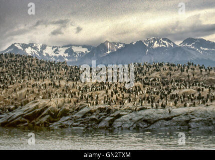Tierra Del Fuego, Argentinien. 9. Februar 2003. Kolonien von schwarzen und weißen Kormorane, auch bekannt als Imperial Shags (Phalacrocorax Atriceps) oder blauäugig Shags bewohnen die felsigen Inseln des Beagle-Kanals in Tierra Del Fuego Archipel in der Nähe der Stadt Ushuaia. Im südlichen Teil von Südamerika ist der Tourismus eine beliebte wachsenden Sektor der Wirtschaft. © Arnold Drapkin/ZUMA Draht/Alamy Live-Nachrichten Stockfoto