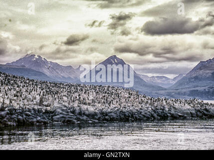 Tierra Del Fuego, Argentinien. 9. Februar 2003. Kolonien von schwarzen und weißen Kormorane, auch bekannt als Imperial Shags (Phalacrocorax Atriceps) oder blauäugig Shags bewohnen die felsigen Inseln des Beagle-Kanals in Tierra Del Fuego Archipel in der Nähe der Stadt Ushuaia. Im südlichen Teil von Südamerika ist der Tourismus eine beliebte wachsenden Sektor der Wirtschaft. © Arnold Drapkin/ZUMA Draht/Alamy Live-Nachrichten Stockfoto