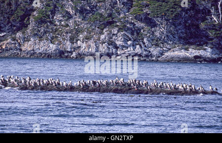 Tierra Del Fuego, Argentinien. 9. Februar 2003. Kolonien von schwarzen und weißen Kormorane, auch bekannt als Imperial Shags (Phalacrocorax Atriceps) oder blauäugig Shags bewohnen die felsigen Inseln des Beagle-Kanals in Tierra Del Fuego Archipel in der Nähe der Stadt Ushuaia. Im südlichen Teil von Südamerika ist der Tourismus eine beliebte wachsenden Sektor der Wirtschaft. © Arnold Drapkin/ZUMA Draht/Alamy Live-Nachrichten Stockfoto