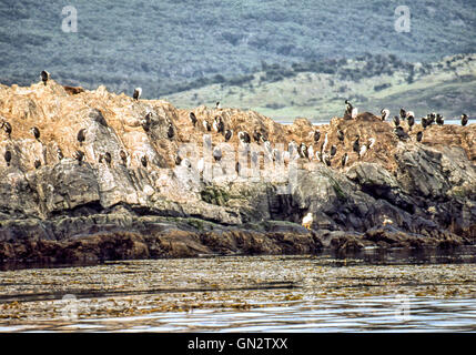 Tierra Del Fuego, Argentinien. 9. Februar 2003. Kolonien von schwarzen und weißen Kormorane, auch bekannt als Imperial Shags (Phalacrocorax Atriceps) oder blauäugig Shags bewohnen die felsigen Inseln des Beagle-Kanals in Tierra Del Fuego Archipel in der Nähe der Stadt Ushuaia. Im südlichen Teil von Südamerika ist der Tourismus eine beliebte wachsenden Sektor der Wirtschaft. © Arnold Drapkin/ZUMA Draht/Alamy Live-Nachrichten Stockfoto