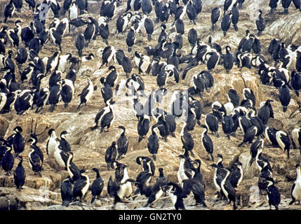Tierra Del Fuego, Argentinien. 9. Februar 2003. Kolonien von schwarzen und weißen Kormorane, auch bekannt als Imperial Shags (Phalacrocorax Atriceps) oder blauäugig Shags bewohnen die felsigen Inseln des Beagle-Kanals in Tierra Del Fuego Archipel in der Nähe der Stadt Ushuaia. Im südlichen Teil von Südamerika ist der Tourismus eine beliebte wachsenden Sektor der Wirtschaft. © Arnold Drapkin/ZUMA Draht/Alamy Live-Nachrichten Stockfoto
