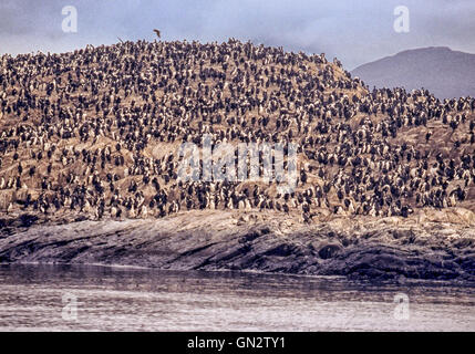 Tierra Del Fuego, Argentinien. 9. Februar 2003. Kolonien von schwarzen und weißen Kormorane, auch bekannt als Imperial Shags (Phalacrocorax Atriceps) oder blauäugig Shags bewohnen die felsigen Inseln des Beagle-Kanals in Tierra Del Fuego Archipel in der Nähe der Stadt Ushuaia. Im südlichen Teil von Südamerika ist der Tourismus eine beliebte wachsenden Sektor der Wirtschaft. © Arnold Drapkin/ZUMA Draht/Alamy Live-Nachrichten Stockfoto