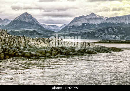 Tierra Del Fuego, Argentinien. 9. Februar 2003. Kolonien von schwarzen und weißen Kormorane, auch bekannt als Imperial Shags (Phalacrocorax Atriceps) oder blauäugig Shags bewohnen die felsigen Inseln des Beagle-Kanals in Tierra Del Fuego Archipel in der Nähe der Stadt Ushuaia. Im südlichen Teil von Südamerika ist der Tourismus eine beliebte wachsenden Sektor der Wirtschaft. © Arnold Drapkin/ZUMA Draht/Alamy Live-Nachrichten Stockfoto