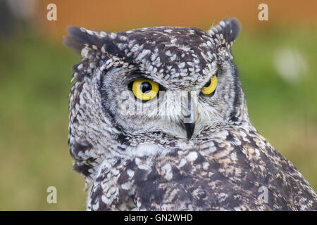 Earls Barton, Northamptonshire, 28. August 2016, Earls Barton Rallye und Land Fayre, schönem Wetter ganztägig nach gestrigen auswaschen. Gefleckte Uhu. Bubo Africanus im Bereich Falknerei. Bildnachweis: Keith J Smith. / Alamy Live News Stockfoto