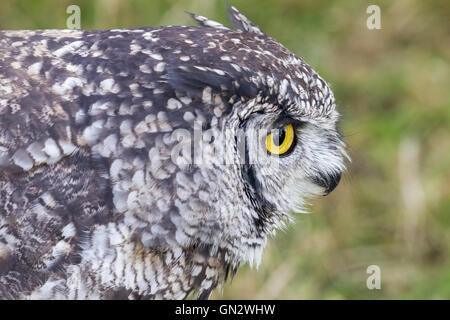 Earls Barton, Northamptonshire, 28. August 2016, Earls Barton Rallye und Land Fayre, schönem Wetter ganztägig nach gestrigen auswaschen. Gefleckte Uhu. Bubo Africanus im Bereich Falknerei. Bildnachweis: Keith J Smith. / Alamy Live News Stockfoto