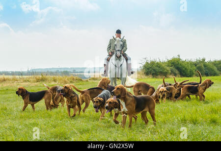 Lincolnshire, UK. 28. August 2016.  Der ersten Abfahrt der Saison für die Cranwell Bloodhounds wurde für Hund Bewegung und eine Sommer-Fahrt. Die Bloodhounds jagen die "sauberen Neustart", was bedeutet, dass sie jagen den Duft des Mannes, der ein Cross Country als ihre "Beute Läufer" - sie nicht Füchse Hütte.  Der Steinbruch wird einen 20-minütigen Vorsprung vor jeder Jagden mit drei oder vier Jagden statt an einem typischen Tag treffen. Bildnachweis: Matt Limb OBE/Alamy Live-Nachrichten Stockfoto