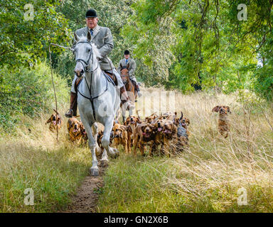 Lincolnshire, UK. 28. August 2016.  Der ersten Abfahrt der Saison für die Cranwell Bloodhounds wurde für Hund Bewegung und eine Sommer-Fahrt. Die Bloodhounds jagen die "sauberen Neustart", was bedeutet, dass sie jagen den Duft des Mannes, der ein Cross Country als ihre "Beute Läufer" - sie nicht Füchse Hütte.  Der Steinbruch wird einen 20-minütigen Vorsprung vor jeder Jagden mit drei oder vier Jagden statt an einem typischen Tag treffen. Bildnachweis: Matt Limb OBE/Alamy Live-Nachrichten Stockfoto