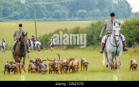 Lincolnshire, UK. 28. August 2016.  Der ersten Abfahrt der Saison für die Cranwell Bloodhounds wurde für Hund Bewegung und eine Sommer-Fahrt. Die Bloodhounds jagen die "sauberen Neustart", was bedeutet, dass sie jagen den Duft des Mannes, der ein Cross Country Läufer als ihre "Beute" ist - sie nicht Füchse jagen.  Der Steinbruch wird einen 20-minütigen Vorsprung vor jeder Jagden mit drei oder vier Jagden statt an einem typischen Tag treffen. Bildnachweis: Matt Limb OBE/Alamy Live-Nachrichten Stockfoto