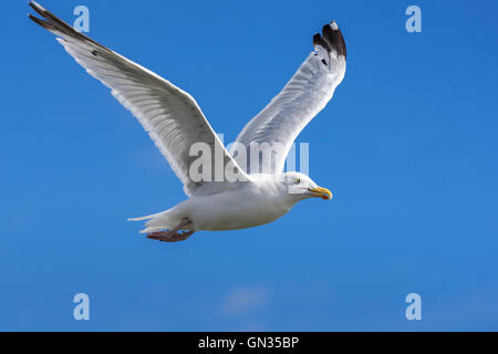 Fliegende Möwe. Im Flug Stockfoto