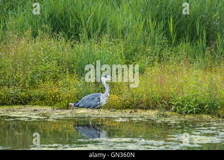 Ein Graureiher auf Nahrungssuche Stockfoto