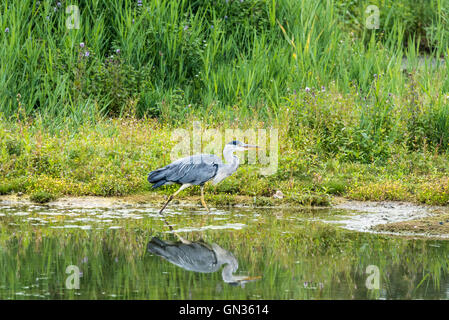 Ein Graureiher auf Nahrungssuche Stockfoto