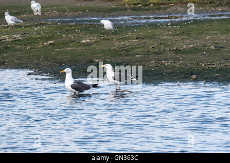 Ein paar weniger Black-backed Möwen im Kabbelwasser Stockfoto