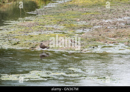 Ein Flussuferläufer und eine grüne Sandpiper.  Der Flussuferläufer ist die kleinere der beiden Stockfoto