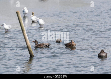 Ein Bade-Garganey in Eclipse Gefieder unter einigen anderen Enten und Möwen.  Es ist der kleinste Vogel hier Stockfoto