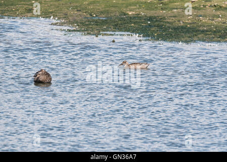 Ein Schwimmbad Garganey in Eclipse Gefieder Stockfoto