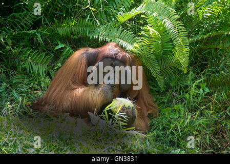 Männliche Bornean Orangutan angeflanscht Stockfoto