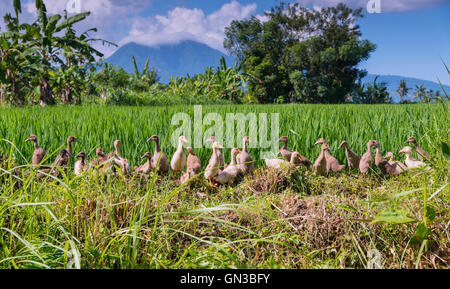 Reihe von Enten in einem Reisfeld Stockfoto