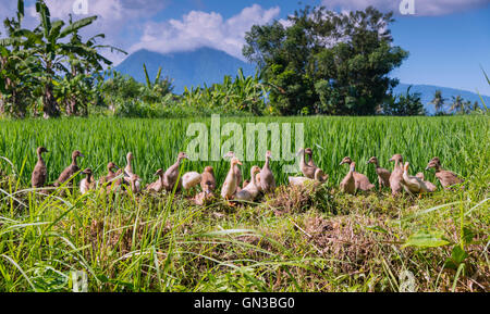 Reihe von Enten in einem Reisfeld Stockfoto