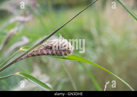 Miscanthus Sinensis 'Roland'. Ziergras Stockfoto