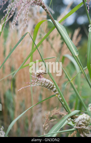 Miscanthus Sinensis 'Roland'. Ziergras Stockfoto