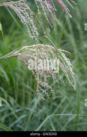 Miscanthus Sinensis 'Roland'. Ziergras Stockfoto