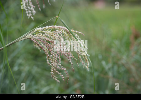 Miscanthus Sinensis 'Roland'. Ziergras Stockfoto