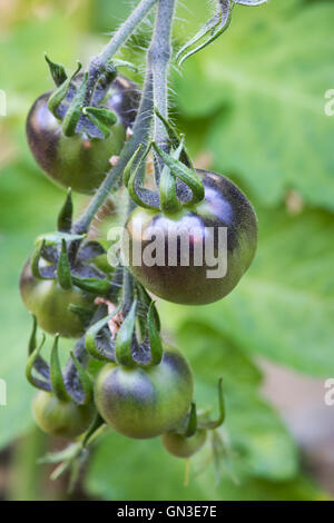 Solanum Lycopersicum. Black Tomato Indigo Rose Reifung auf der Rebe Stockfoto