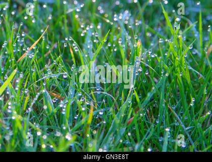 Tropisch, texturiert, Tautropfen, Rest, einfache, base, Einfrieren, pure, Zweig, Bild, gesunde, klare, Element, Busch, Weihnachten, Wald, Stockfoto