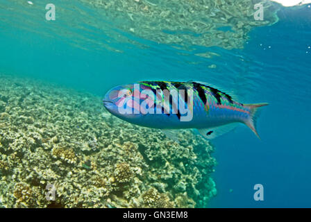 Sixbar Lippfische, Thalassoma Hardwicke, Savu Savu, Vanua Levu, Fidschi, auf kleinen Korallenwand. Stockfoto