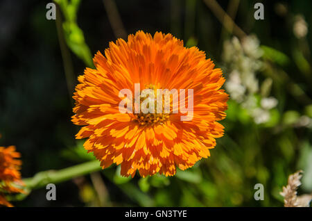 Nahaufnahme einer englischen Ringelblume-Blume. Stockfoto
