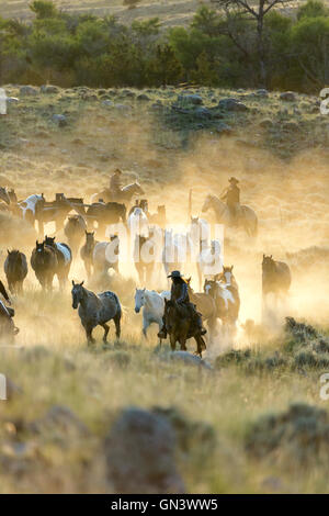 WY00859-00... WYOMING - Wranglers Jena Sutton, Katharine Falco und John Lucas Aufrundung Pferde auf der CM-Ranch in der Nähe von Dubois Stockfoto