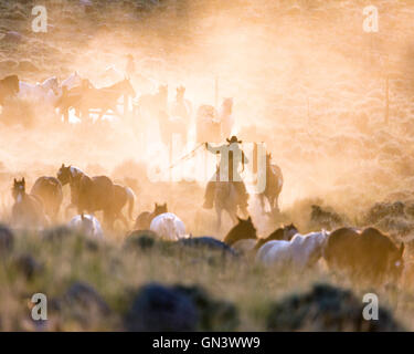 WY00860-00... WYOMING - Katharine Falco und Johm Lucas Aufrundung Pferde bei Sonnenaufgang in der CM-Ranch in der Nähe von Dubois. HERR # F12 L12 Stockfoto