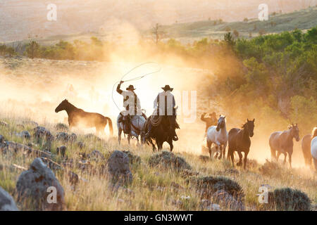 WY00863-00... WYOMING - Hunter Sullivan, Spencer Clark und Johm Lucas Aufrundung Pferde bei Sonnenaufgang in der CM-Ranch in der Nähe von Dubois. Stockfoto