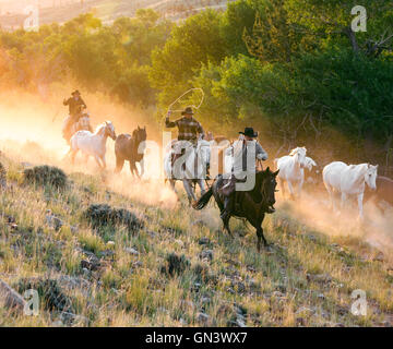 WY00865-00... WYOMING - Hunter Sullivan, Spencer Clark John Lucas Aufrundung Pferde bei Sonnenaufgang in der CM-Ranch in der Nähe von Dubois. Stockfoto