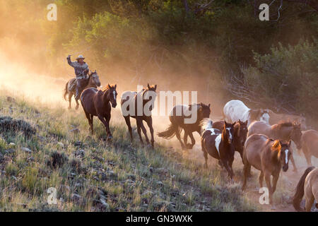 WY00871-00... WYOMING - Jessica Howard Aufrundung Pferde bei Sonnenaufgang in der CM-Ranch in der Nähe von Dubois. (HERR # H18) Stockfoto