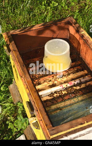 Innenseite der Bienenstock Container mit süßen Sirup für die Fütterung der Bienen Stockfoto