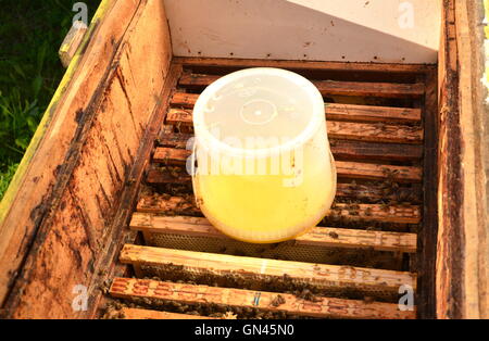 Innenseite der Bienenstock Container mit süßen Sirup für die Fütterung der Bienen Stockfoto