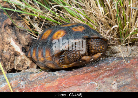 Sonoran Wüste Schildkröte Gopherus Agassizi Tucson, Pima County, Arizona, Vereinigte Staaten 24 August unreife gefährdeten SPECI Stockfoto