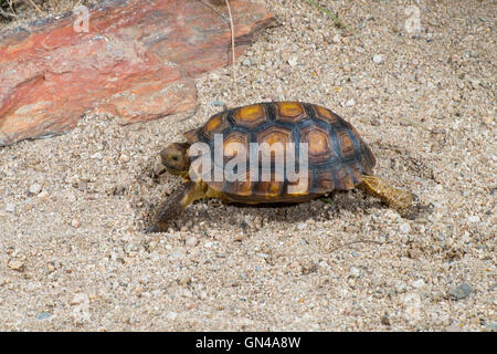 Sonoran Wüste Schildkröte Gopherus Agassizi Tucson, Pima County, Arizona, Vereinigte Staaten 24 August unreife gefährdeten SPECI Stockfoto