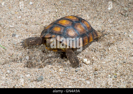 Sonoran Wüste Schildkröte Gopherus Agassizi Tucson, Pima County, Arizona, Vereinigte Staaten 24 August unreife gefährdeten SPECI Stockfoto