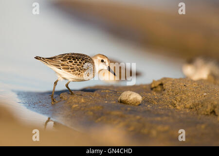 semipalmated Strandläufer (Calidris Pusilla) im Herbstzug Stockfoto