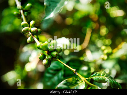 Unreife grüne Kaffeekirschen auf dem Ast die Kaffeebohnen stammen. Arabica. Äthiopien. Afrika. Stockfoto