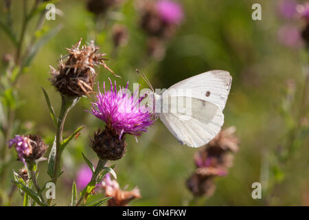 Großen weißen Schmetterling Pieris Brassicae alleinstehende Erwachsene ernähren sich von gemeinsamen Flockenblume Essex, UK Stockfoto