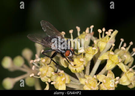 Fleisch-Fly, Sarcophaga Carnaria, alleinstehenden ruht auf Efeu Blumen, Lea Valley, Essex, England. Stockfoto